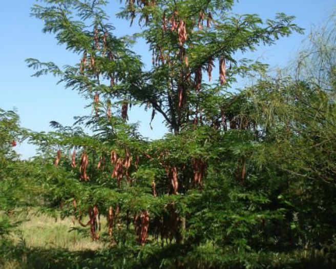 Gladita sau roscov; (Gleditsia triacanthos)la noi e cunoscut ca Roscov;pastaile uscate ramin pe arbust Pina primavara
