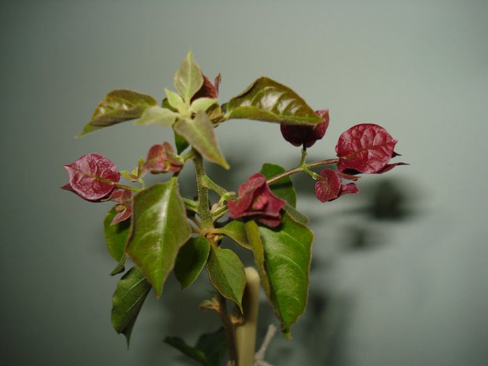 Rubiano - BOUGAINVILLEA