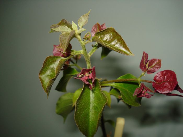 DSC07243 - BOUGAINVILLEA