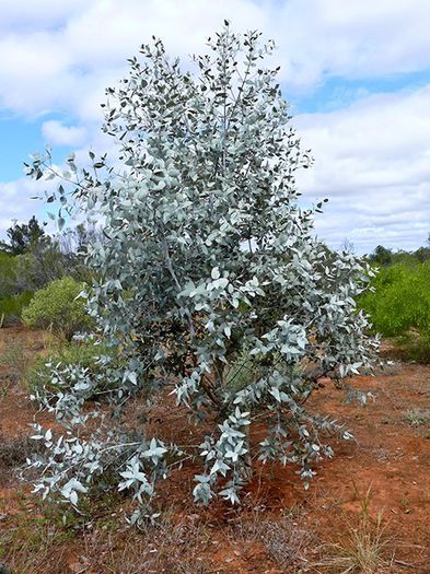 eucalyptus neglecta - a- copaci si plante diverse pt Romania