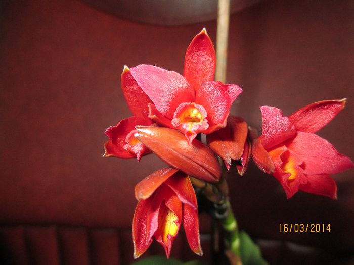 cattleya rosie - cattleya