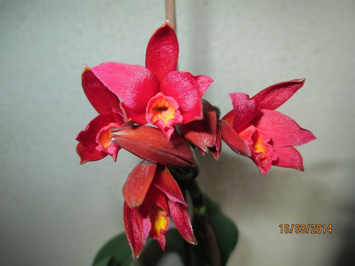 cattleya rosie