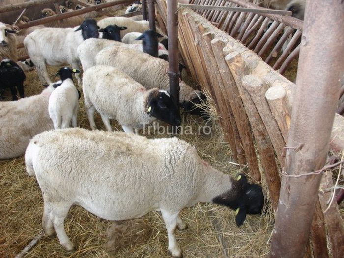 2009_03_02_0_3_oi-africane-la-sibiu_53300 - rase de oi din alte ferme