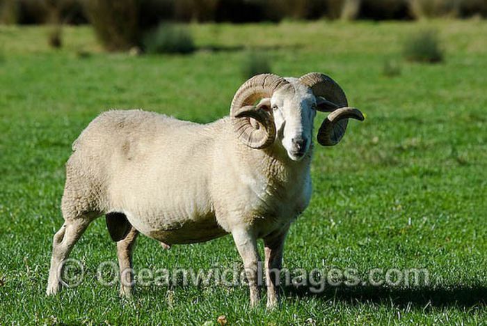 sheep-24T7010-04D - rase de oi din alte ferme