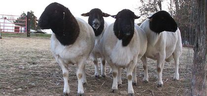 oi_dorper - rase de oi din alte ferme
