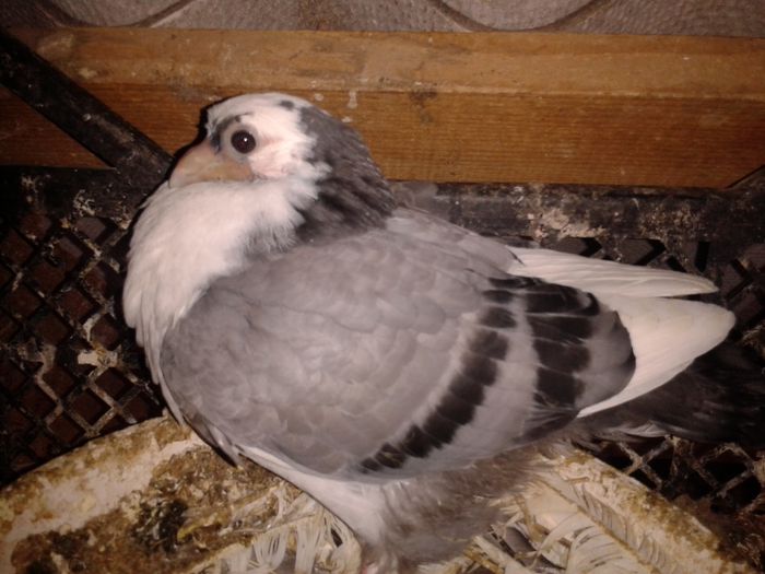 ziua 32   2014-03-16 11.26.11