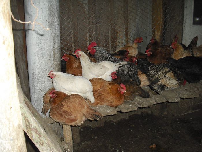 Alte gaini la somn - Animalele si pitoacele mele