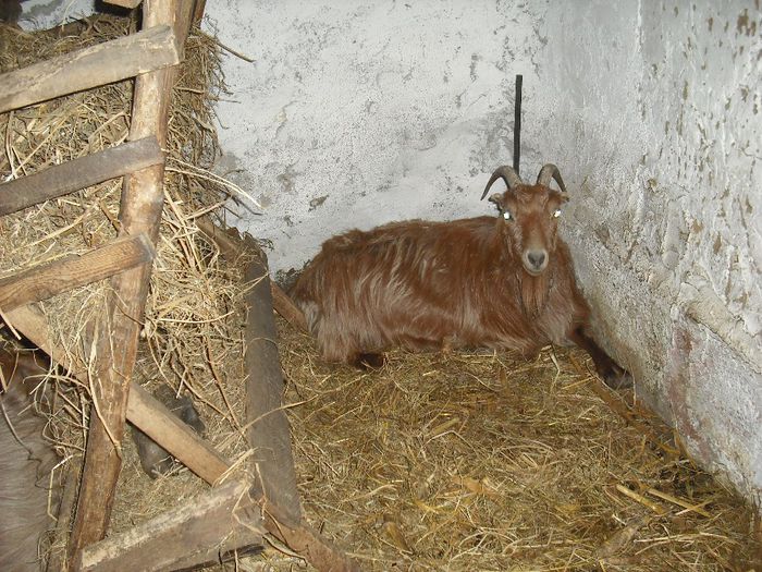 Cornuta - Animalele si pitoacele mele