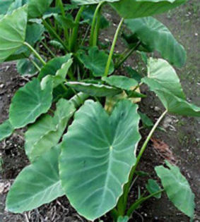 taro root planta - TARO ROOT-radacinoasa din Asia