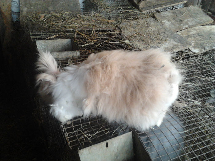 Iepuri Angora german achizitii 006; Femela 10 luni
