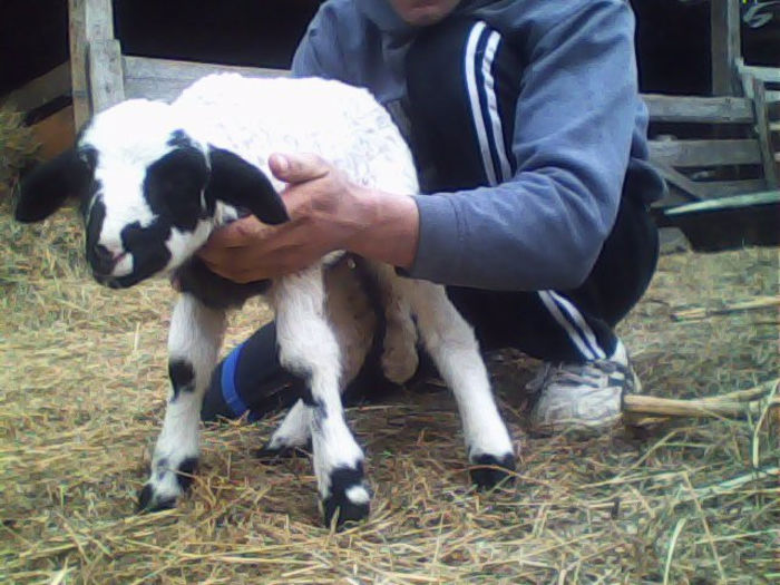 IMG_20140316_124129 - miei plus iezi si mures 2014