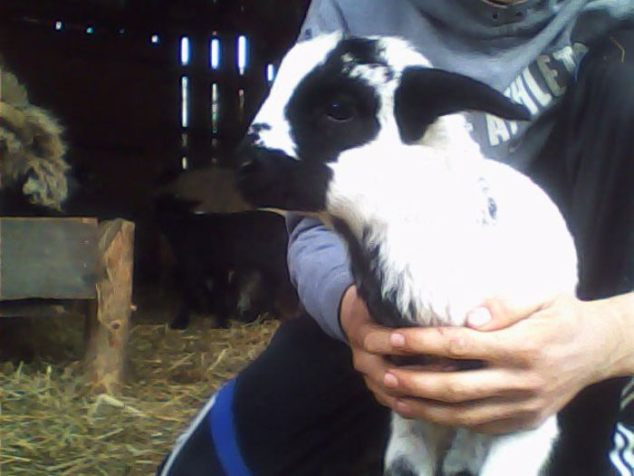 IMG_20140316_124258 - miei plus iezi si mures 2014