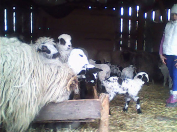 IMG_20140316_124311 - miei plus iezi si mures 2014