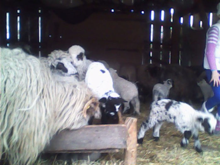 IMG_20140316_124311_1 - miei plus iezi si mures 2014