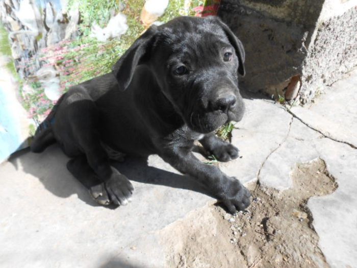 mascul cane corso 2 luni si 2 zile