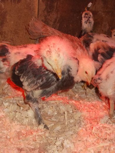 faverolles somon cocosel