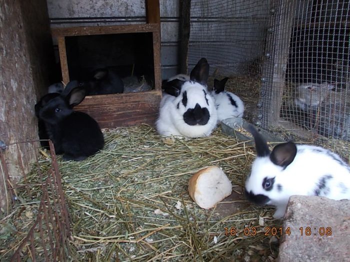 Picture 296; peste 1 luna vor intra la vanzare,sunt 5 ca mama-sa si 4 janett
