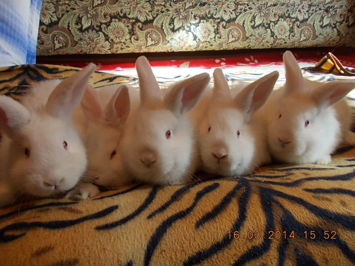 Picture 280; suntem 5 fete si ne vindeeee
