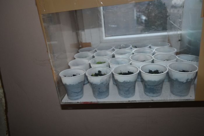 DSC_0094; noile plantute
