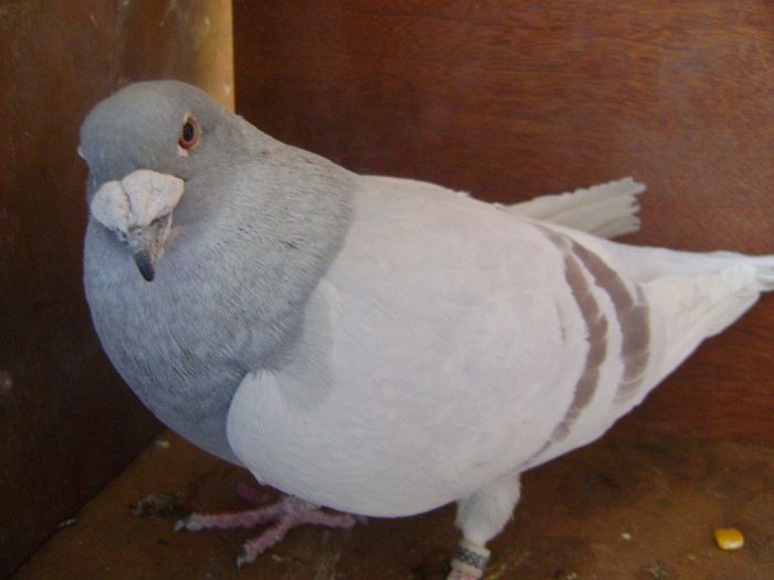 M 2012 - masculi matca 2014