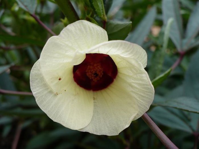Trandafirul de Abisinia-floare; (Hibiscus sabdariffa)Caliciul florilor are efect vitaminizant si se utilizeaza sub forma de infuzie,pt stimularea poftei de mincare,pt cresterea imunitatii organismului,impotriva iritatiilor cutanate 
