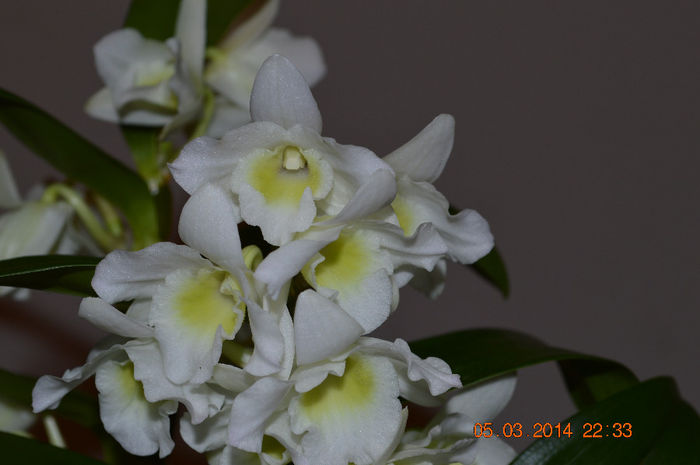 DSC_0017 (7) - Dendrobium nobile