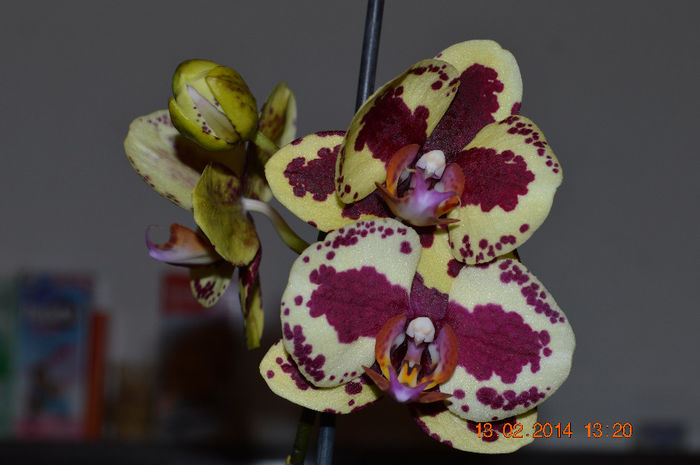 DSC_0018 (2) - Phalaenopsis1