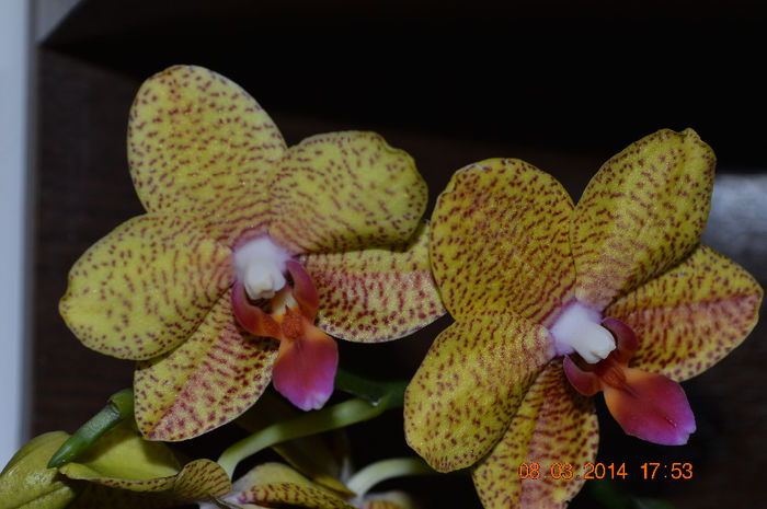 DSC_0032 (2) - Phalaenopsis1