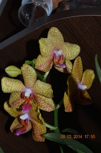 DSC_0037 (2) - Phalaenopsis1