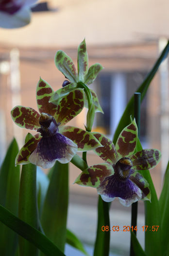 Zygopetalum-3