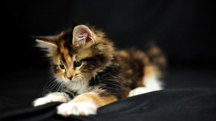 Sweet kitty