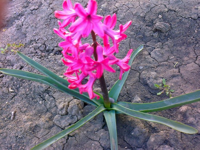 Zambila rosie - Flori de gradina