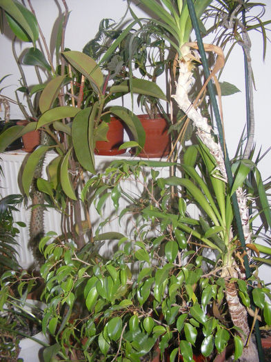 JUNGLA - GRADINA MEA DE VIS