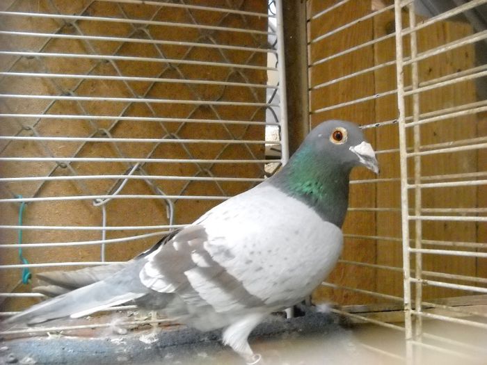 PENTRU MATCA 2014 PLECAT