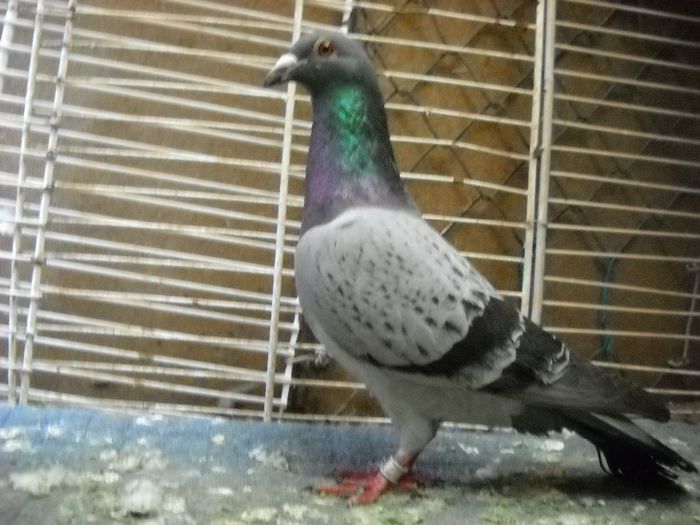 Vandut