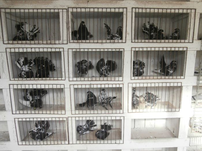 P3170012 - G- Roller de Cluj Vanduti