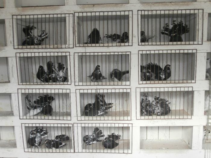 P3170014 - G- Roller de Cluj Vanduti