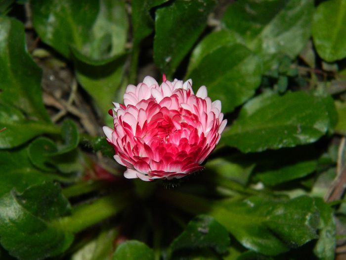 DSCN4058 banut - MARTIE_2014
