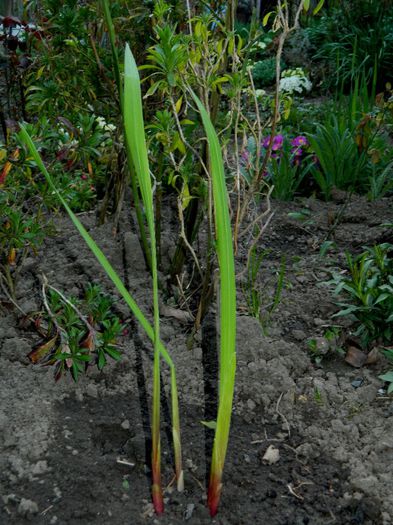 DSCN4093 gladiole - MARTIE_2014