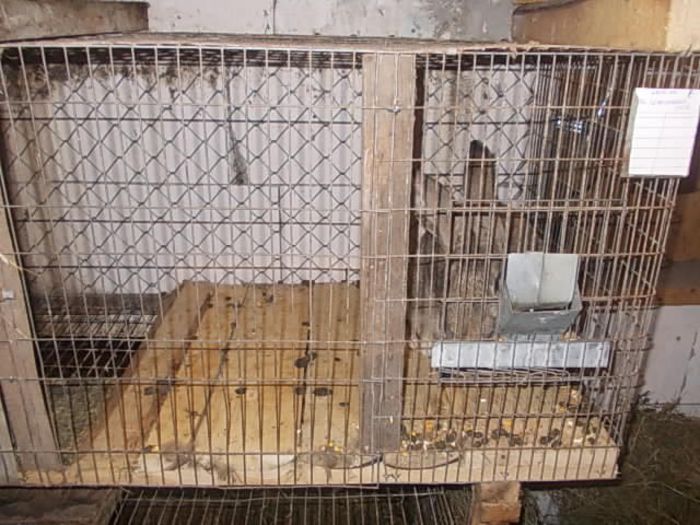 DSCN3859 - CUSTILE IEPURASILOR