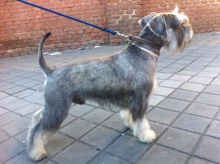 IMG-20140317-WA0010 - Enzo