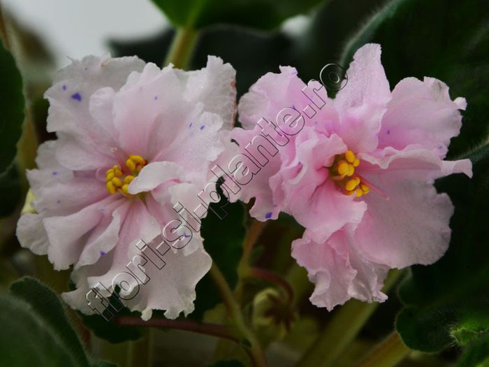 Saintpaulia Angel s reflection