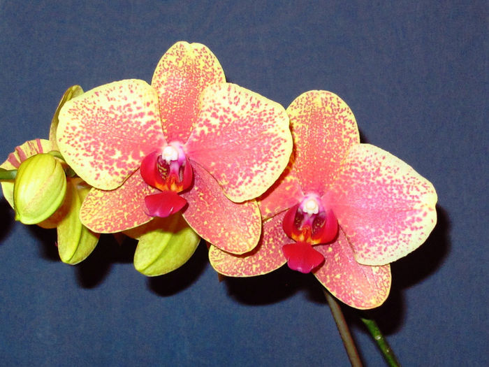 IMG_2264 - Reinfloriri orhidee 2014