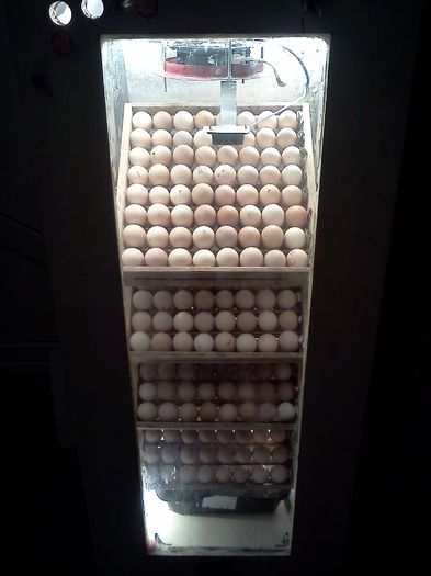 start incubatie 2014