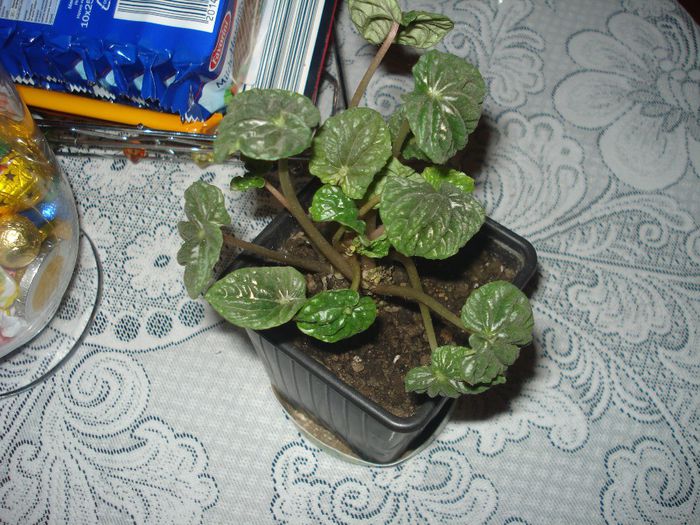 17.03.2014 - Episcia - flori de la Florentina Fontanini