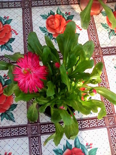 1397616_719514044736018_1039932091_o