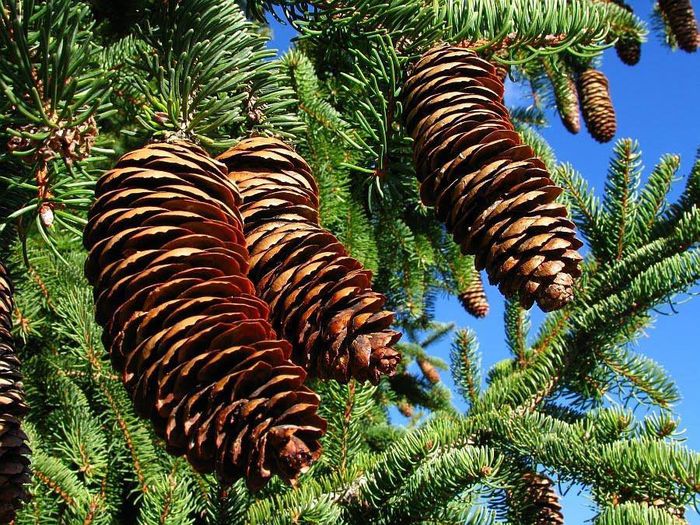 1472101_698172730201673_1377725572_n