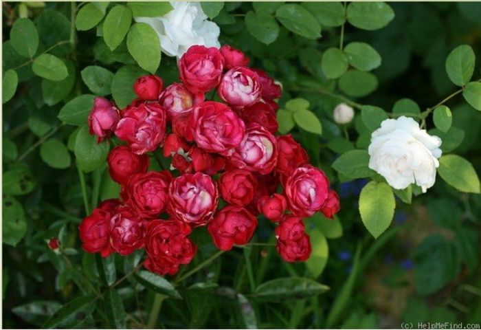 red morsdag bush - Trandafiri cu flori simple sau semiduble