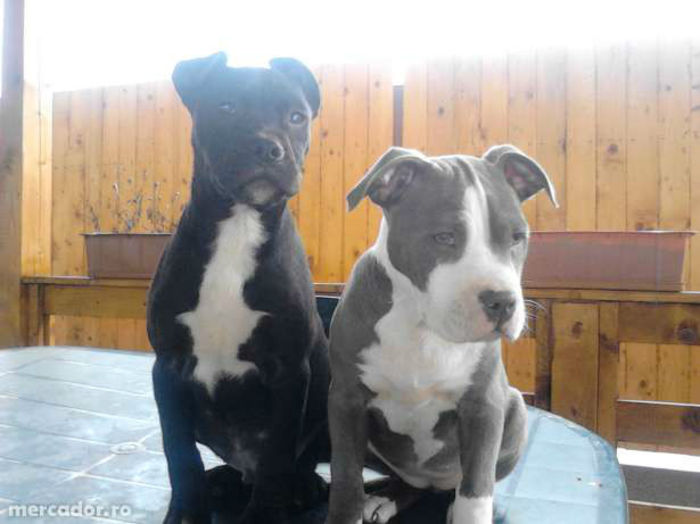 20333775_4_644x461_vand-sau-schimb-pitbull-3-luni-animale-de-companie_rev008[1]; 14 saptamani
