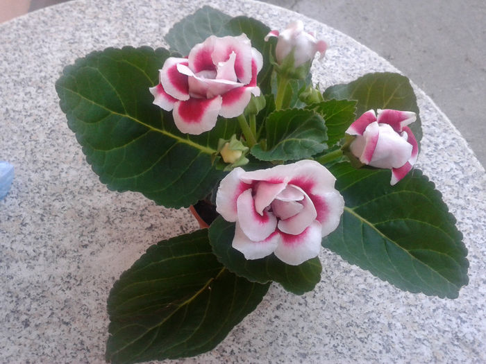 20140318_164904 - gloxinia 2014